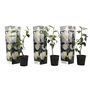 Voir la diapositive 1 : PLANT IN A BOX Camélia - Set de 3 - Camellia japonica 'Brush Field' - Hauteur 25-40cm - ⌀9cm