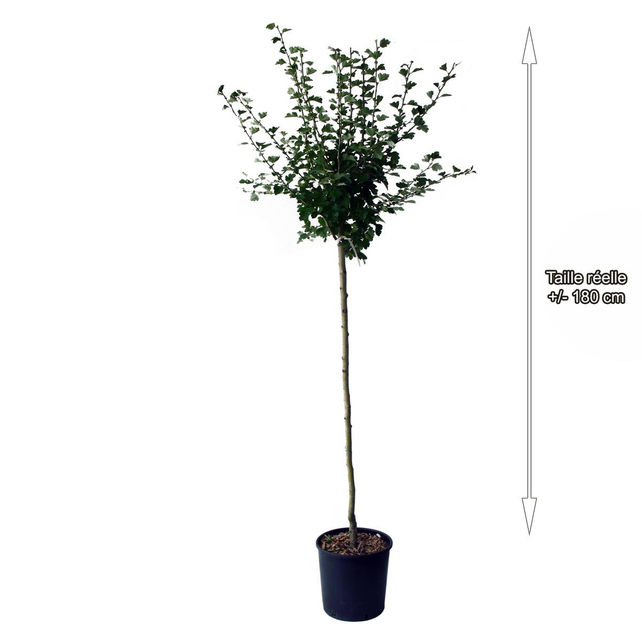Voir la diapositive 2 : Aubépine à fleurs