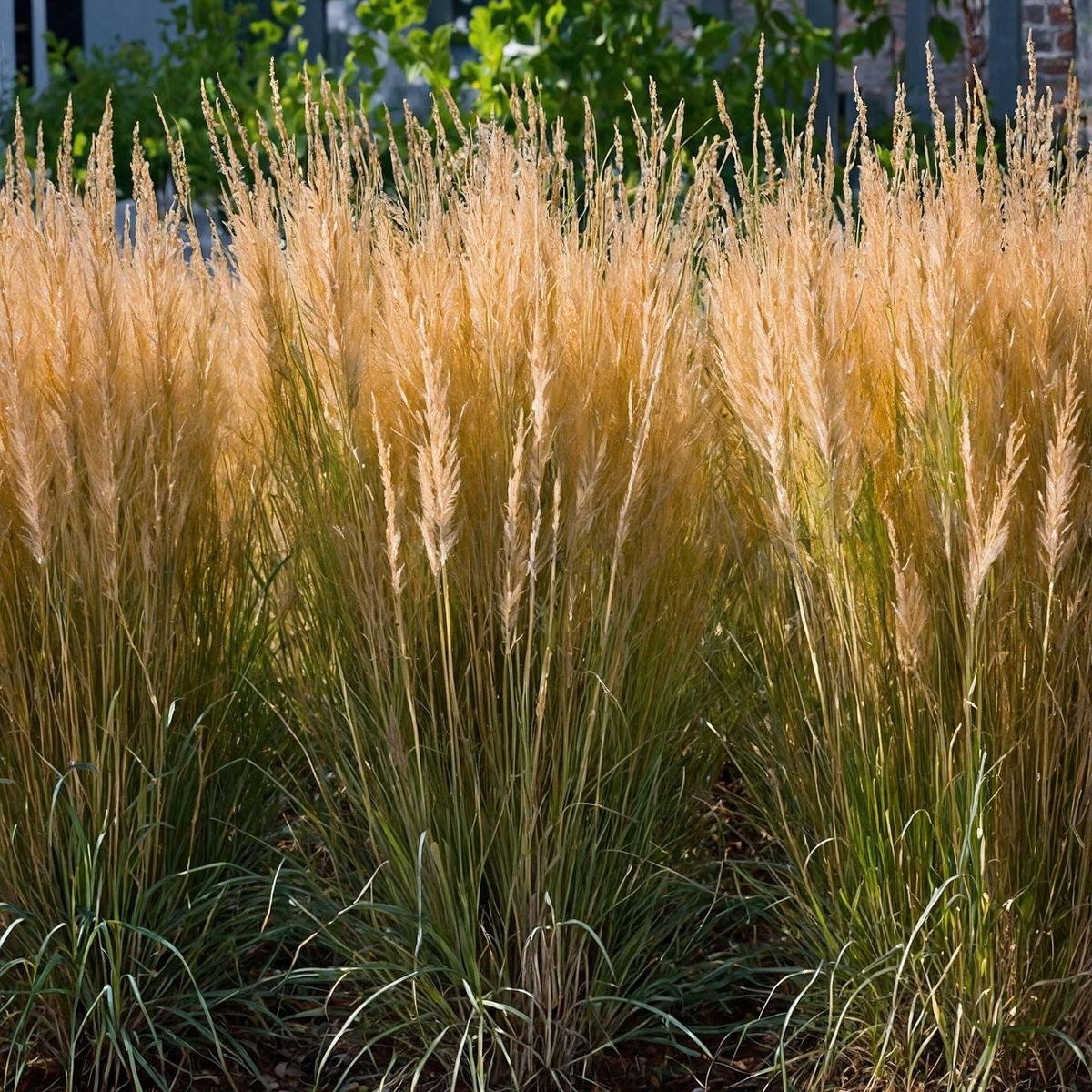 PLANT IN A BOX Calamagrostide - Calamagrostis 'Karl Foerster' - Hauteur 40-60cm - ⌀23cm
