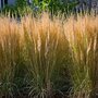 Voir la diapositive 4 : PLANT IN A BOX Calamagrostide - Calamagrostis 'Karl Foerster' - Hauteur 40-60cm - ⌀23cm