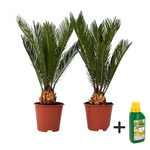 PLANT IN A BOX Sagou du Japon - Set de 2 - Cycas revoluta - Hauteur 45-60cm - ⌀15cm