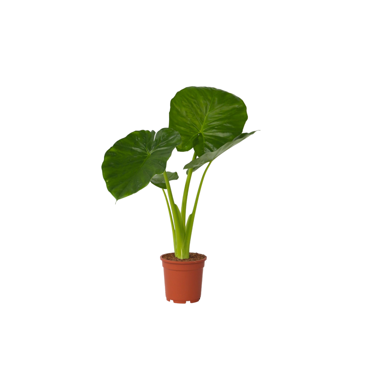 PLANT IN A BOX Plante éléphant - Alocasia 'Odora' - Hauteur 55-75cm - ⌀17cm