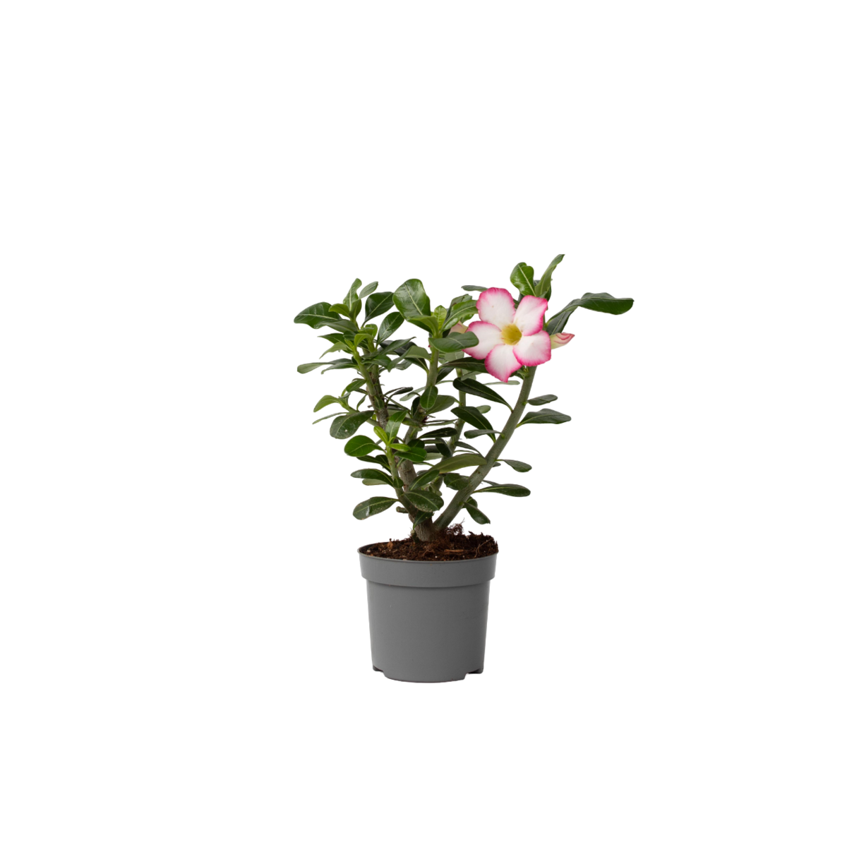PLANT IN A BOX Rose du désert - Adenium obesum 'Pink Star' - Hauteur 30-45cm - ⌀13cm
