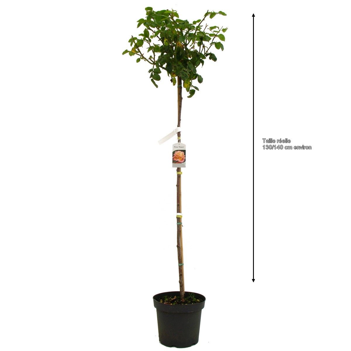 Rosier tige jaune et rose Mme Meilland