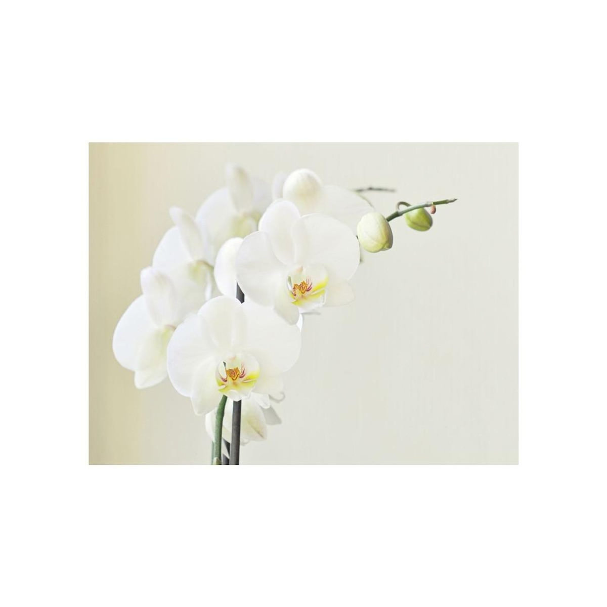Paris Prix Papier Peint  Orchidée Blanche