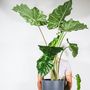 Voir la diapositive 4 : PLANT IN A BOX Plante éléphant - Alocasia 'Portodora' - Hauteur 110-120cm - ⌀32cm