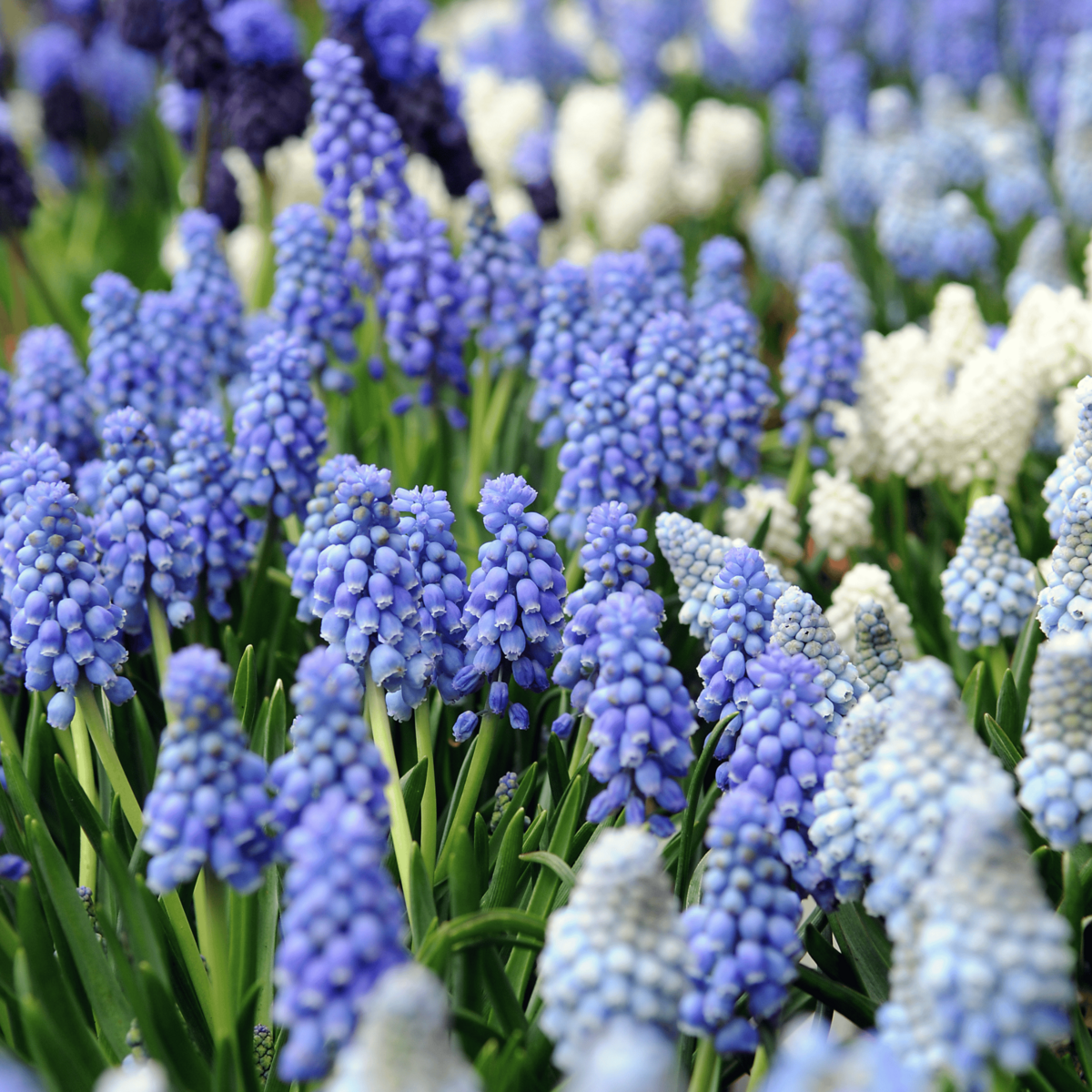 PLANT IN A BOX Perce-neige - Set de 50 - Muscari 'Magic Mix' - Bulbes à fleurs