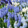 Voir la diapositive 5 : PLANT IN A BOX Perce-neige - Set de 50 - Muscari 'Magic Mix' - Bulbes à fleurs