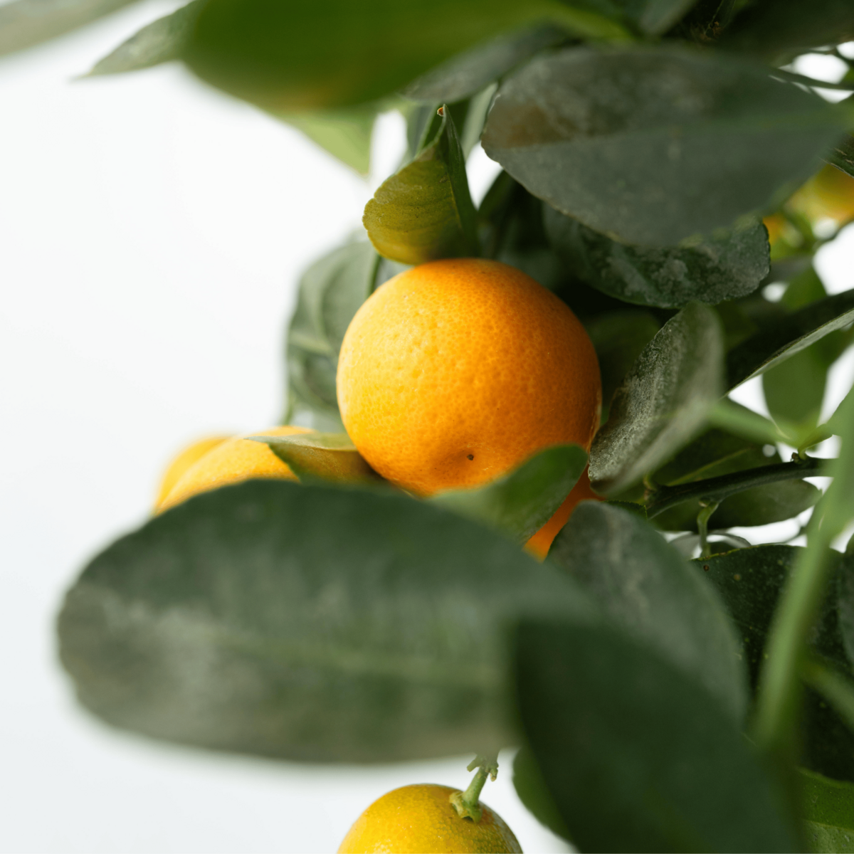 PLANT IN A BOX Oranger - Lot de 3 - Citrus mitis Calamondin - Hauteur 25-40cm - ⌀9cm