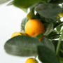 Voir la diapositive 3 : PLANT IN A BOX Oranger - Lot de 3 - Citrus mitis Calamondin - Hauteur 25-40cm - ⌀9cm