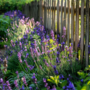 Voir la diapositive 4 : PLANT IN A BOX Lavande vraie - Set de 6 - Lavandula angustifolia - Hauteur 10-15cm - ⌀10,5cm