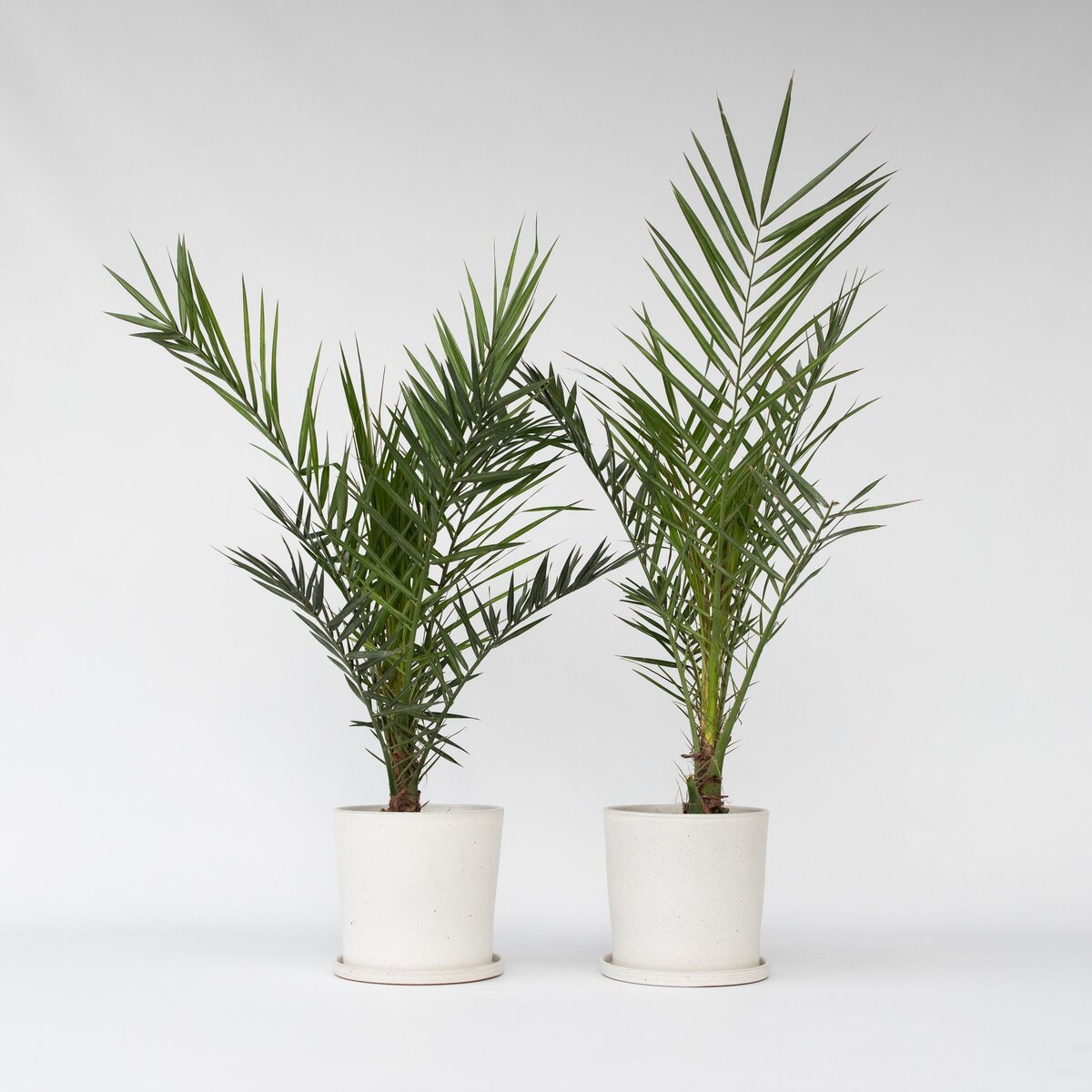 PLANT IN A BOX Palmier Dattier nain - Set de 2 - Phoenix canariensis - Hauteur 80-100cm - ⌀19cm