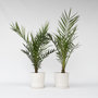 Voir la diapositive 6 : PLANT IN A BOX Palmier Dattier nain - Set de 2 - Phoenix canariensis - Hauteur 80-100cm - ⌀19cm
