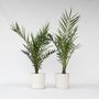 Voir la diapositive 6 : PLANT IN A BOX Palmier Dattier nain - Set de 2 - Phoenix canariensis - Hauteur 80-100cm - ⌀19cm