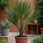Voir la diapositive 4 : PLANT IN A BOX Palmier nain - Set de 2 - Chamaerops humilis - Hauteur 50-60cm - ⌀15cm