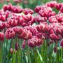 Voir la diapositive 4 : PLANT IN A BOX Tulipe - Set de 15 - Tulipa 'Drumline' - Bulbes à fleurs - Rose