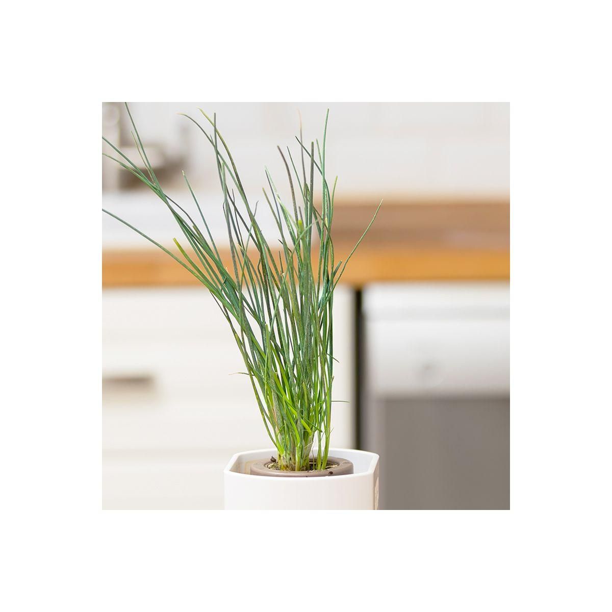 PrÃªt Ã  pousser Recharge jardin d'intérieur CIBOULETTE