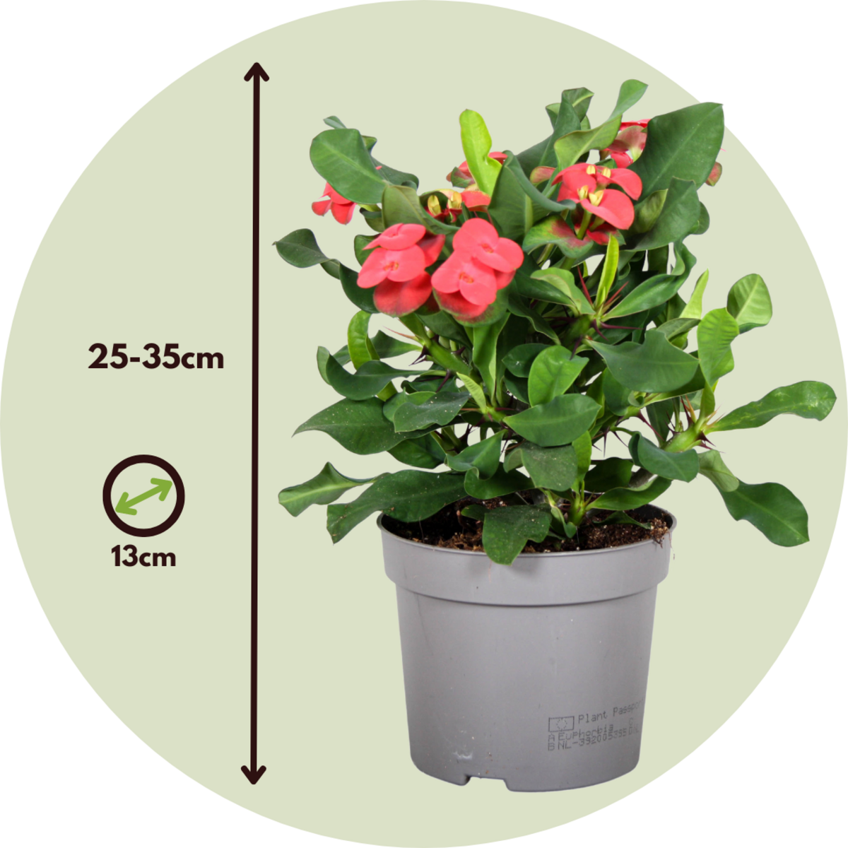 PLANT IN A BOX Euphorbe de Madagascar - Set de 2 - Euphorbia 'Milii' - Hauteur 25-35cm - ⌀13cm