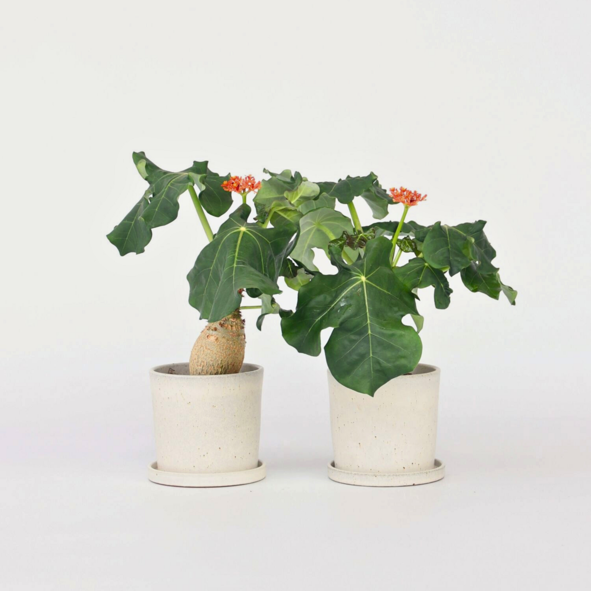 PLANT IN A BOX Podagre - Set de 2 - Jatropha podagrica - Hauteur 25-45cm - ⌀13cm