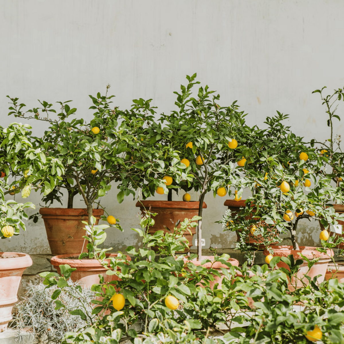 PLANT IN A BOX Citronnier - Set de 2 - Citrus limon - Hauteur 60-70cm - ⌀19cm