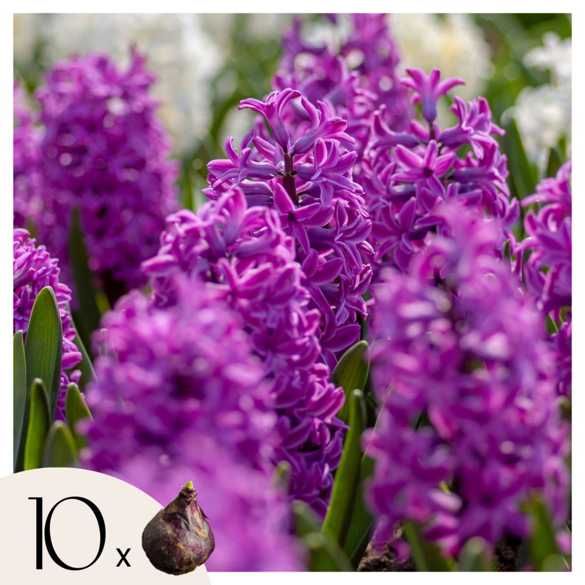 PLANT IN A BOX Bulbes de jacinthes - Lot de 10 - Hyacinthus 'Purple Voice' - Bulbes à fleurs