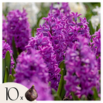 PLANT IN A BOX Bulbes de jacinthes - Lot de 10 - Hyacinthus 'Purple Voice' - Bulbes à fleurs