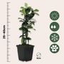 Voir la diapositive 2 : PLANT IN A BOX Jasmin étoilé - Set de 6 - Trachelospermum jasminoides - Hauteur 25-40cm - ⌀9cm