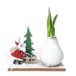 PLANT IN A BOX Amaryllis - Hippeastrum 'Pays des Merveilles Père Noël'