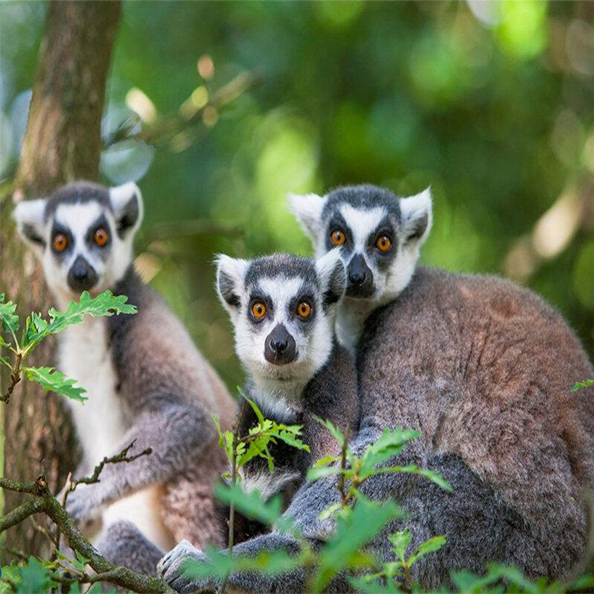 Smartbox Journée d'expédition : entrée pour 2 adultes et 1 enfant au Safari de Peaugres près de Saint-Étienne - Coffret Cadeau Sport & Aventure