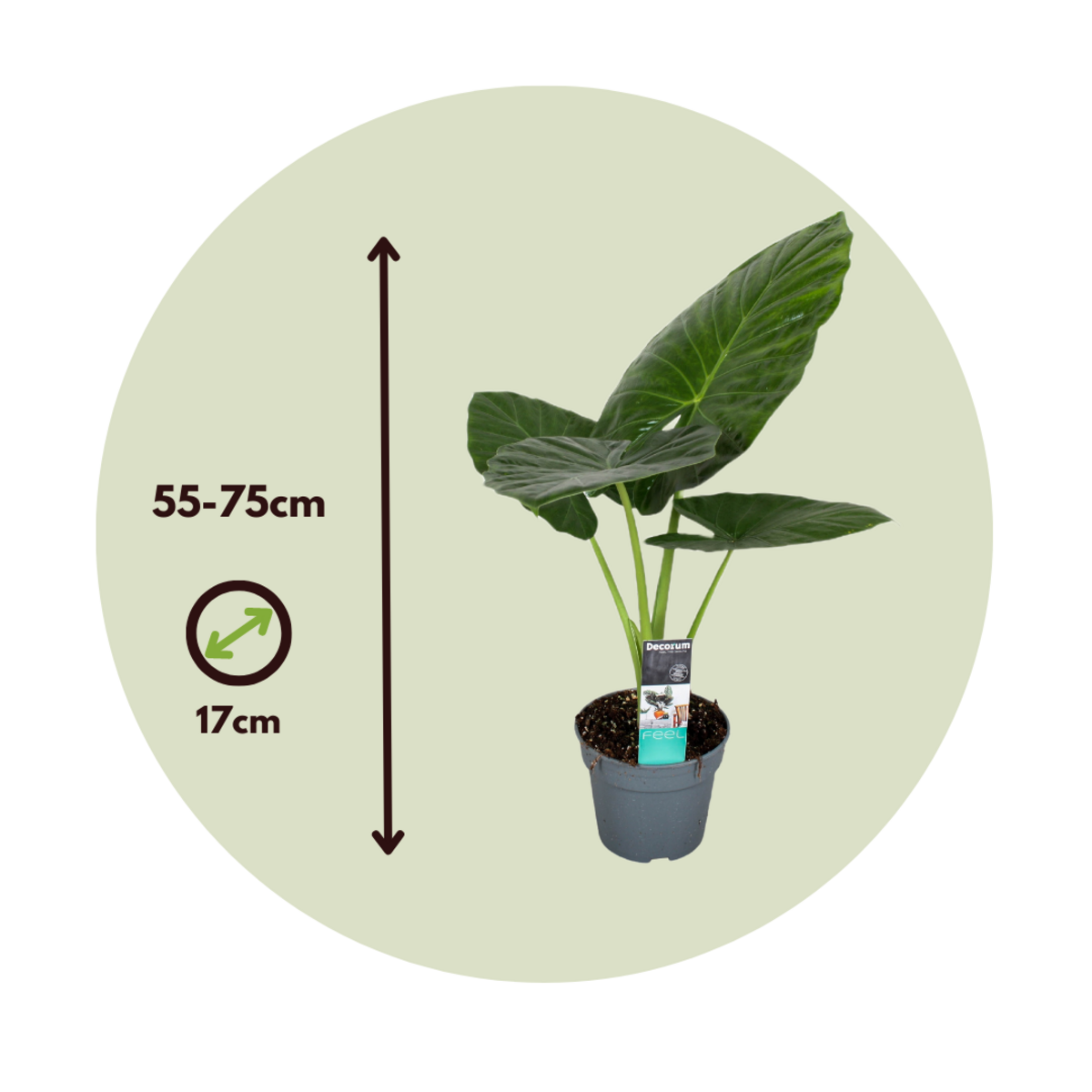 PLANT IN A BOX Plante éléphant - Set de 2 - Alocasia 'Odora' - Hauteur 55-75cm - ⌀17cm