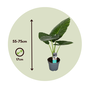 Voir la diapositive 2 : PLANT IN A BOX Plante éléphant - Set de 2 - Alocasia 'Odora' - Hauteur 55-75cm - ⌀17cm