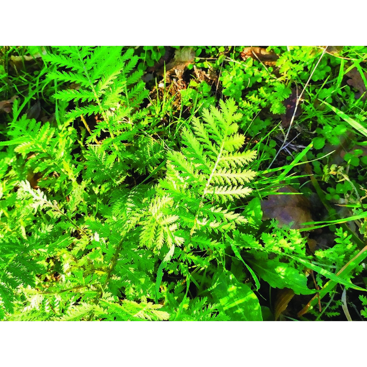 Smartbox Atelier de fabrication de cosmétiques naturels avec récolte des plantes - Coffret Cadeau Sport & Aventure