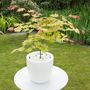 Voir la diapositive 5 : PLANT IN A BOX Érable du Japon - Set de 2 - Acer palmatum 'Moonrise' - Hauteur 40-50cm - ⌀19cm