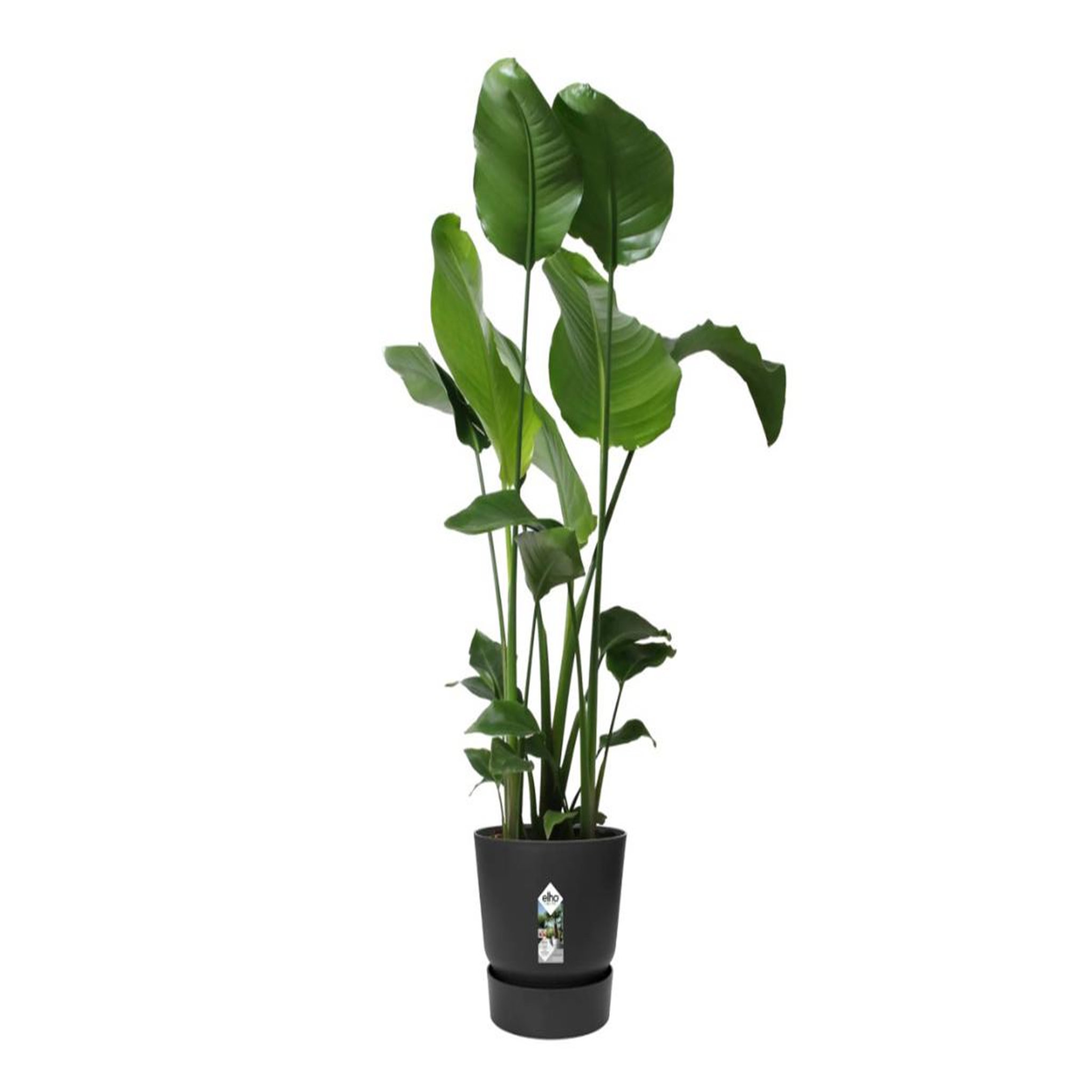Voir la diapositive 4 : ELHO Pot de fleurs rond en plastique Ø 30 cm Elho Greenville Round noir pour jardin et balcon
