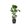 Voir la diapositive 4 : ELHO Pot de fleurs rond en plastique Ø 30 cm Elho Greenville Round noir pour jardin et balcon