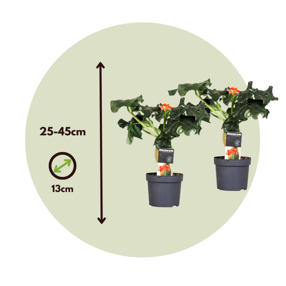 PLANT IN A BOX Podagre - Set de 2 - Jatropha podagrica - Hauteur 25-45cm - ⌀13cm