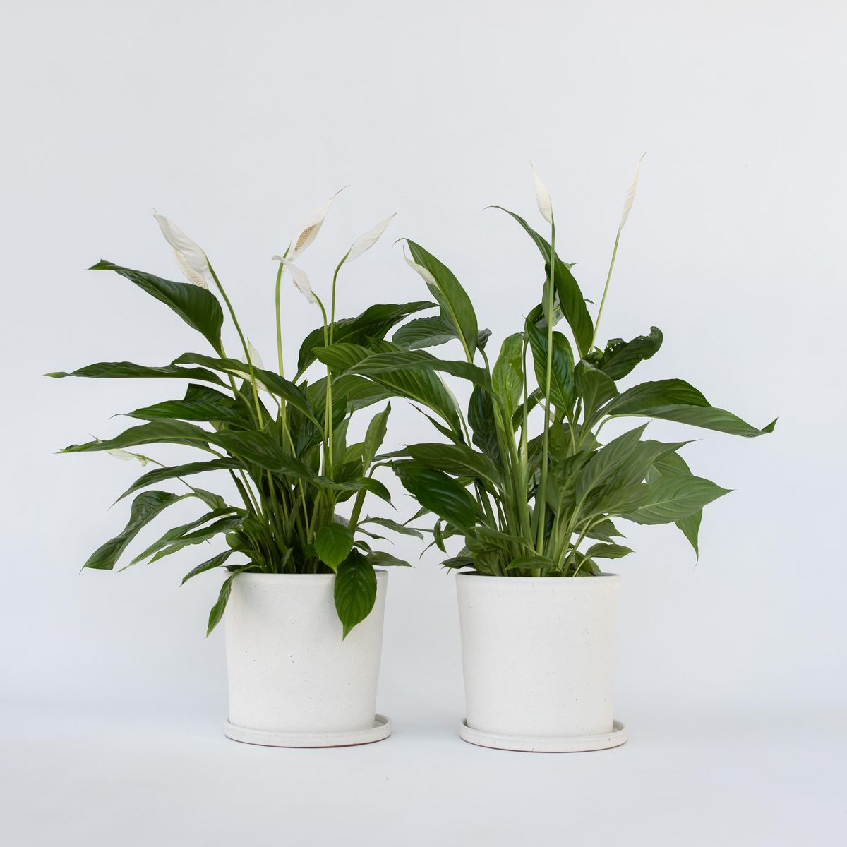 PLANT IN A BOX Fleur de lune - Set de 2 - Spathiphyllum 'Lima' - Hauteur 60-75cm - ⌀17cm