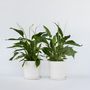 Voir la diapositive 6 : PLANT IN A BOX Fleur de lune - Set de 2 - Spathiphyllum 'Lima' - Hauteur 60-75cm - ⌀17cm