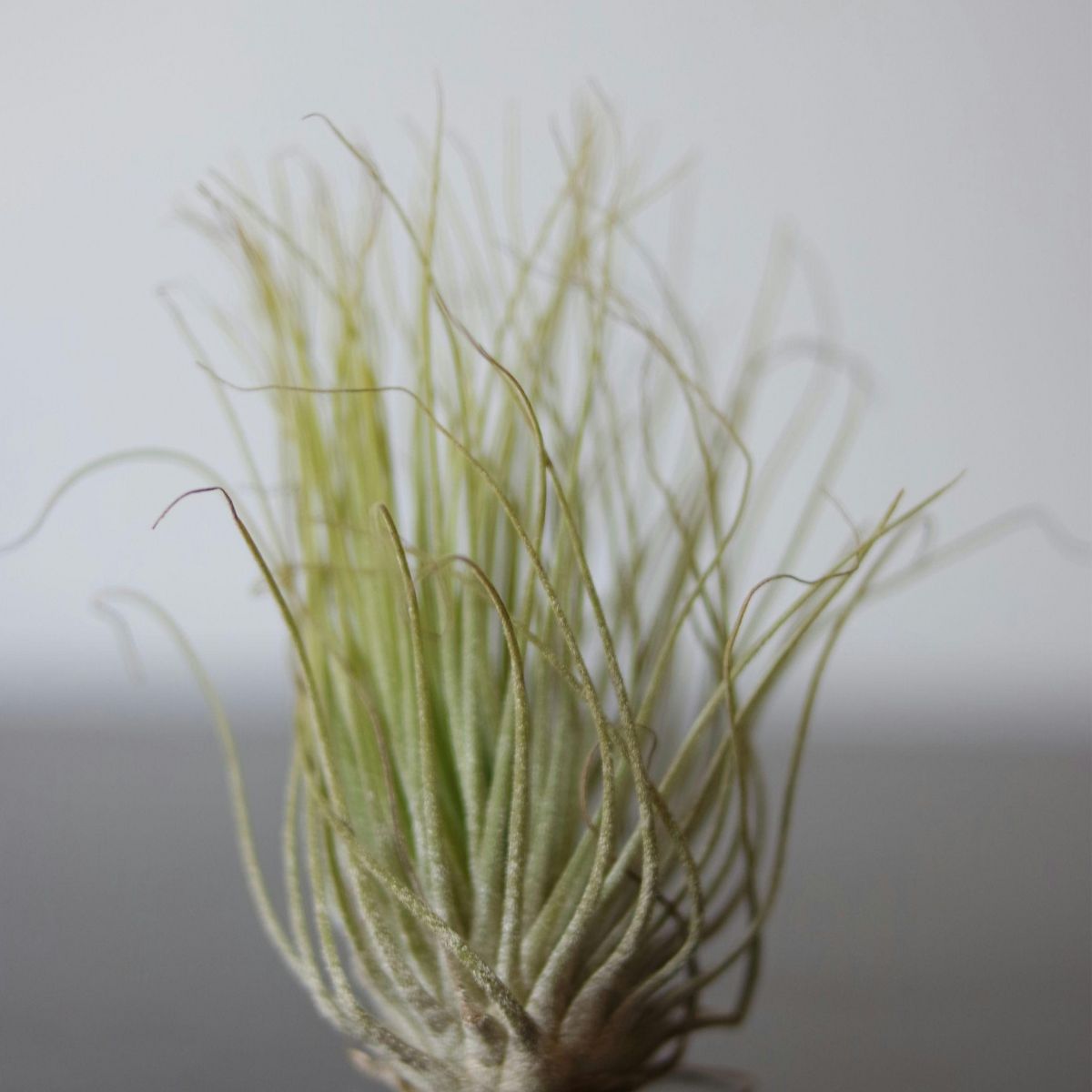 PLANT IN A BOX Plante aérienne - Set de 3 - Tillandsia 'Burnt Wood Trio' - Hauteur 30-35cm