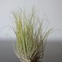 Voir la diapositive 4 : PLANT IN A BOX Plante aérienne - Set de 3 - Tillandsia 'Burnt Wood Trio' - Hauteur 30-35cm