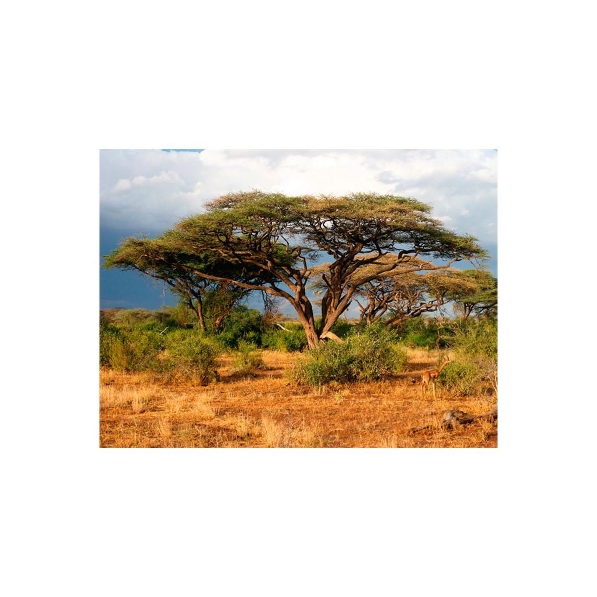 Voir la diapositive 2 : Paris Prix Papier peint  réserve nationale de samburu, kenya