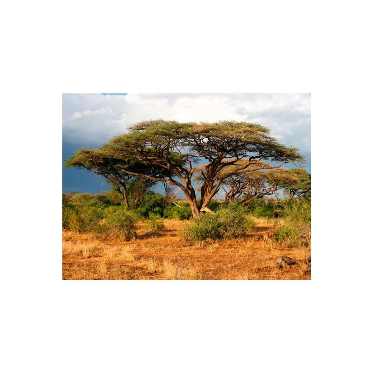 Paris Prix Papier Peint  Réserve Nationale de Samburu, Kenya