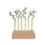 Voir la diapositive 1 : PLANT IN A BOX Lucky Bamboo - Set de 12 - Dracaena sanderiana - Hauteur 40-50cm - ⌀2cm