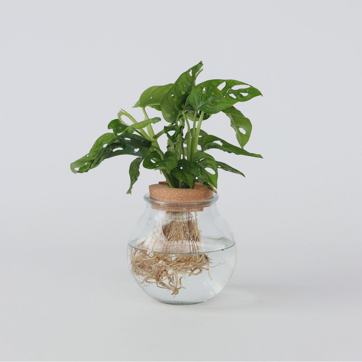 PLANT IN A BOX Plante à trous - Monstera adansonii 'Monkey Mask' - Hauteur 25-35cm - ⌀20cm