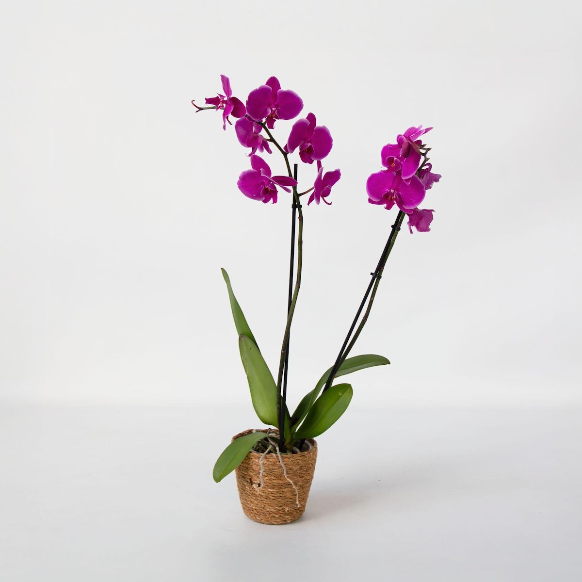 PLANT IN A BOX Orchidée papillon - Phalaenopsis - Hauteur 50-60cm - ⌀12cm