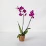 Voir la diapositive 5 : PLANT IN A BOX Orchidée papillon - Phalaenopsis - Hauteur 50-60cm - ⌀12cm
