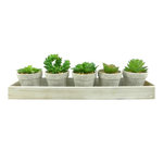 Paris Prix Lot de 5 Plantes & Plateau  Succulente  13cm Gris