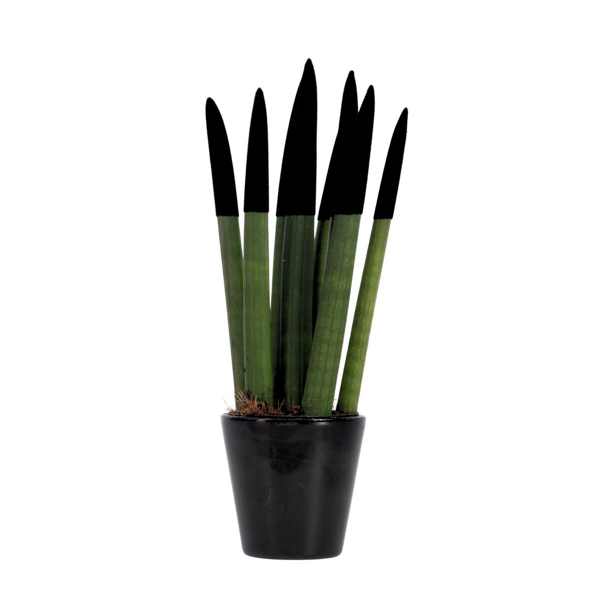 PLANT IN A BOX Sansevieria cylindrique - Hauteur 20-40cm - Pot 9cm