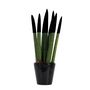 Voir la diapositive 1 : PLANT IN A BOX Sansevieria cylindrique - Hauteur 20-40cm - Pot 9cm