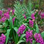 Voir la diapositive 5 : PLANT IN A BOX Bulbes de jacinthes - Lot de 10 - Hyacinthus 'Purple Voice' - Bulbes à fleurs